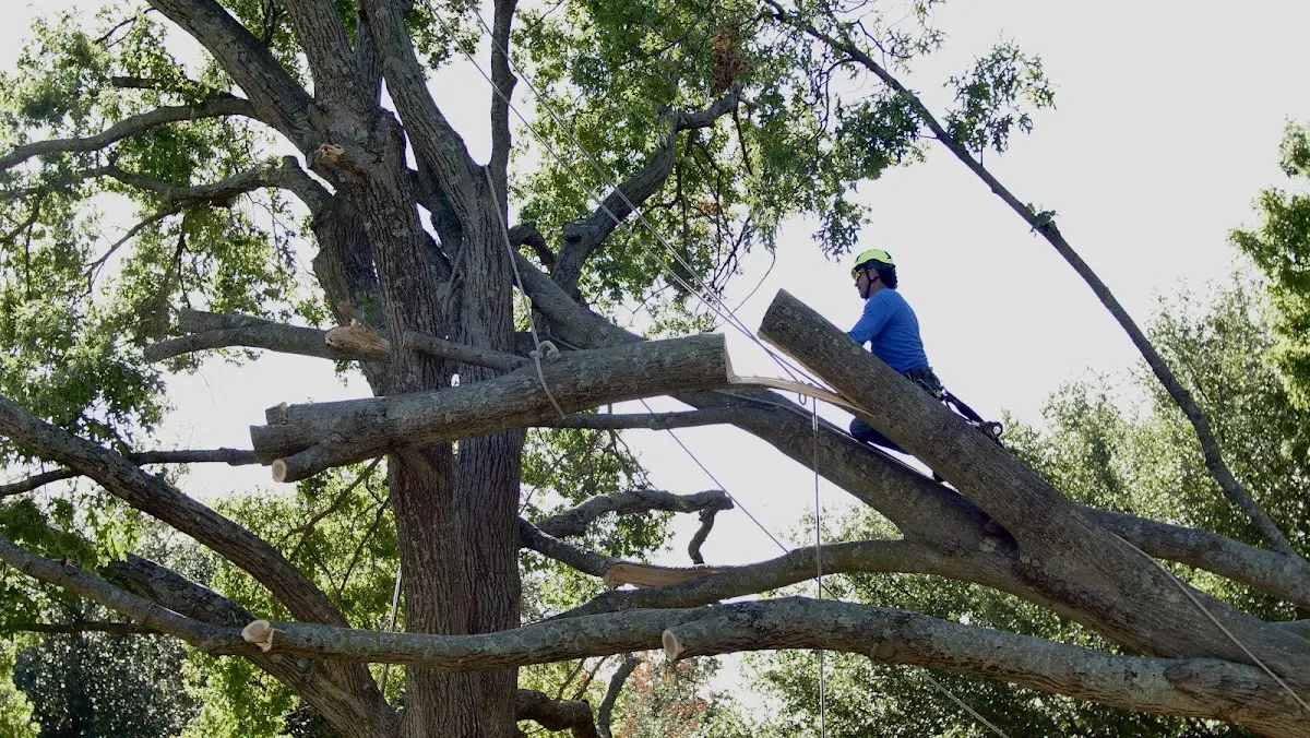 Professional Crown Thinning performed by certified arborists in Gratis