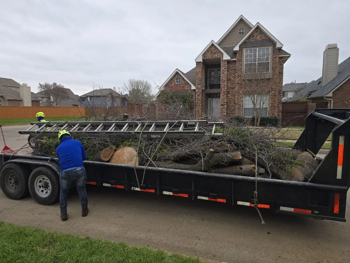 Expert Tree Fertilization with proper safety equipment in Gratis